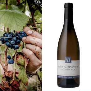 Bertrand Bachalet, Saint Aubin 1 cru Les Combes au Sud Blanc