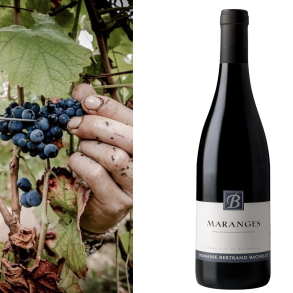 Bertrand Bachalet, Maranges Rouge 2020 / 2021